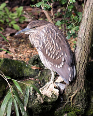 Black crowned Night-heron juvenile bird photos. Close-up profile view perched with foliage background. Image. Portrait. Picture. Photo.