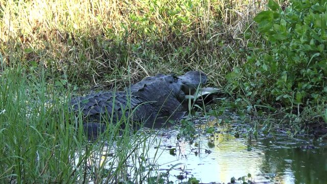 large alligator with a turtle in his jaws. Florida wildlife.