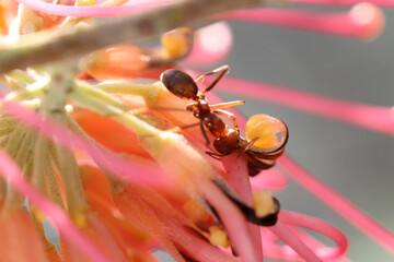  Rainbow Ant (Iridomyrmex) collecting nectar from Grevillea flower, South Australia © Wattlebird