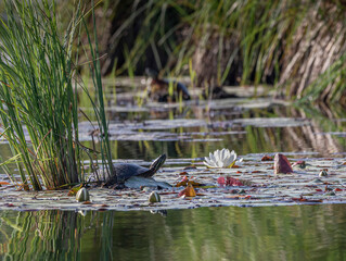 A painted turtle (Chrysemys picta) emerging from tall grass toward a pond with lilies in june in Muskoka