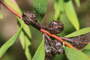 Willow-leaved hakea (Hakea salicifolia) fruits, South Australia