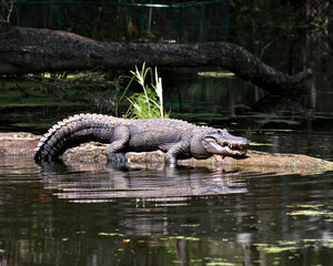 Alligator Stock Photos. Alligator resting on a log in its environment and surrounding. 