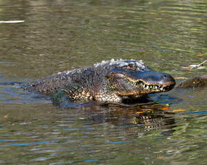 Alligator Stock Photos.   Alligator head close-up profile view. Portrait. Photo. Image. Picture....