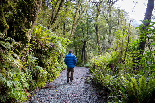 A man with a puffer jacket on to keep out the cold, walks along a track in the forest of ferns and trees, in Milford Sound, New Zealand