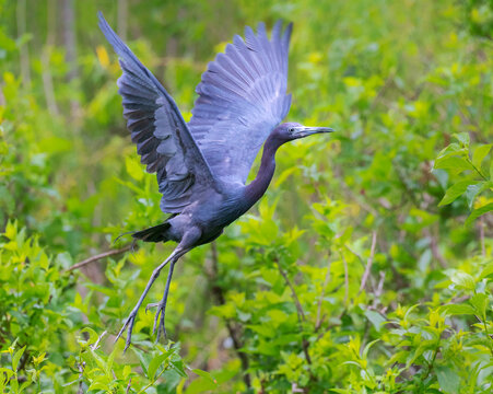 The little blue heron in flight at Brazos band state park, Texas