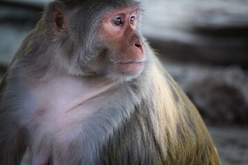 A beautiful Indian monkey or bonnet macaque with red face and brown eyes.