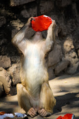 A Indian monkey or bonnet macaque eating human food and soft drink. with red face and brown eyes.
