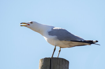 Fototapeta na wymiar A ring-billed gull (Larus delawarensis)on a wooden post with blue sky background