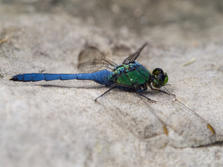 Dragonfly - Eastern Pondhawk on a Rock