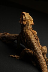 A Central netted dragon or central netted ground dragon, Ctenophorus nuchalis, is a species of agamid lizard occurring in a wide range of arid to semiarid regions of Australia.