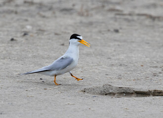 

The male least tern is walking on the sand beach, Galveston, Texas
