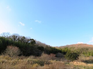 日本の田舎の風景　2月　山の木々と青空