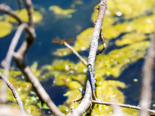 Eastern Pondhawk Dragonfly overlooking Pond