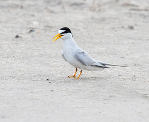 

The male least tern is walking on the sand beach, Galveston, Texas