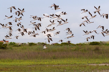 The flock of American avosets, Texas, Galveston