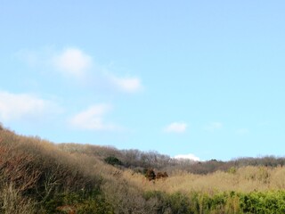日本の田舎の風景　2月　山の木々と青空