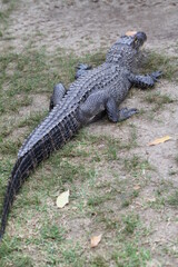 close up of an American alligator at a zoo