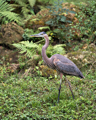 Blue Heron stock photos. Blue Heron bird standing tall with a nice foliage background and enjoying its surrounding and environment while exposing its body, wings, head, eye, long neck, legs, beak.