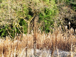 日本の田舎の風景　2月　早春の草叢　セイタカアワダチソウ