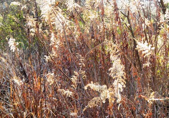 日本の田舎の風景　2月　早春の草叢　セイタカアワダチソウ