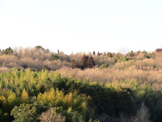 日本の田舎の風景　2月　山の木々と青空