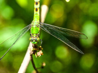 Female Eastern Pondhawk Dragonfly