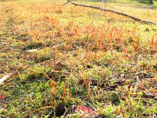 日本の田舎の風景　2月　早春の草紅葉　夕景