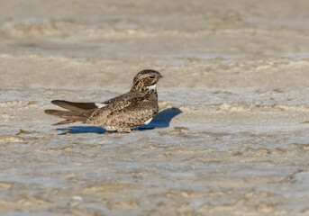 The common nighthawk (Chordeiles minor) on the sand, Galveston, Texas, USA