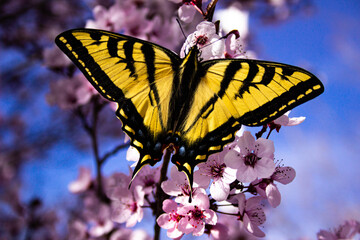 butterfly on a flower