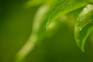 water drops on green leaf