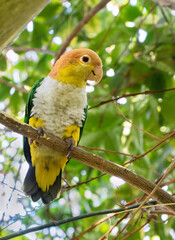 The white bellied parrot (Pionites leucogaster)