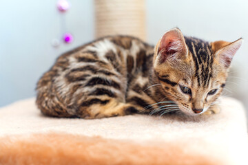 Young cute bengal cat laying on a soft cat's shelf.