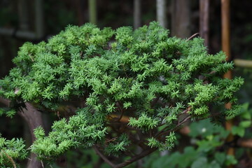 Dwarf japanese yew is a Taxaceae evergreen tree with horizontal branches.