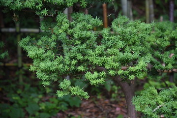 Dwarf japanese yew is a Taxaceae evergreen tree with horizontal branches.