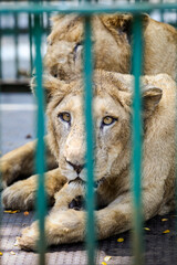 closeup two adult lionesses resting on metal floor in cage behind green lattice in zoo