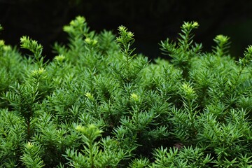 Dwarf japanese yew is a Taxaceae evergreen tree with horizontal branches.