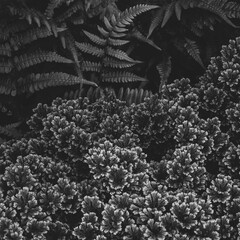 closeup nature view Black and white of green leaf and palms background. Flat lay, dark nature concept, tropical lea