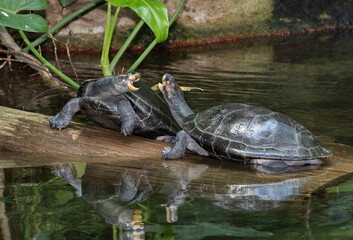Obraz premium Two yellow spotted river turtles ( Podocnemis unifilis) in fight