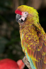 Great green macaw close up