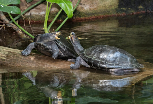 Two yellow spotted river turtles ( Podocnemis unifilis) in fight