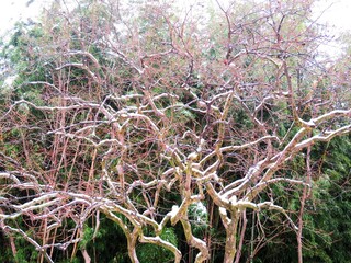 日本の田舎の風景　2月　雪の降った日　山の木々