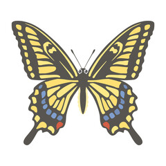 Fototapeta premium アゲハチョウのイラスト