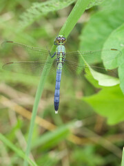 Full body view of an Eastern Pondhawk Dragonfly