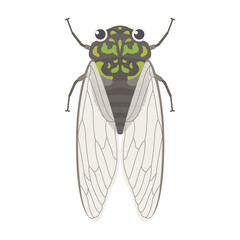 ミンミンゼミのイラスト