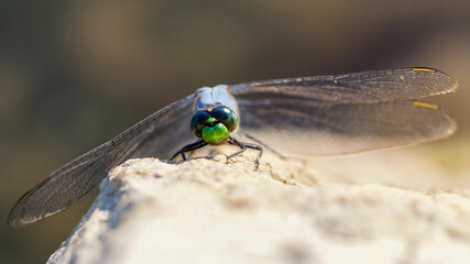 Portrait View of an Eastern Pondhawk Dragonfly