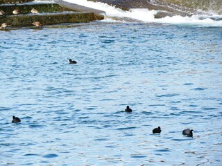 日本の田舎の風景　2月　川の堰堤と鴨の群れ