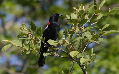 A tri-coloured blackbird (Agelaius tricolor) in a colourful deciduous tree in Muskoka Ontario on a summer morning.