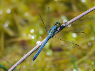 Dragonfly - Eastern Pondhawk - Wings Forward