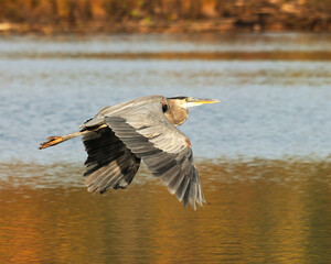 Blue Heron bird photo. Blue Heron bird flying over water in autumn season spread wings