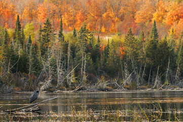 Blue Heron stock photo.  Image. Picture. Blue Heron with a landscape of multi colour trees by the river in the autumn season in its environment and surrounding.